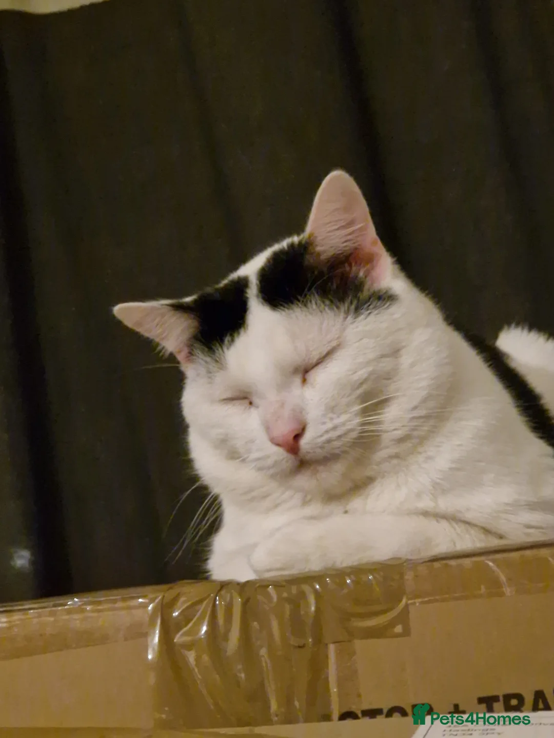 Mixed Breed cats for sale: Toby 2 year old male cat  - Advert 1