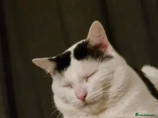 Mixed Breed cats Toby 2 year old male cat - Advert 1