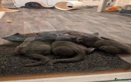 Scottish Fold cats for sale: Scottish fold kittens - Image 6