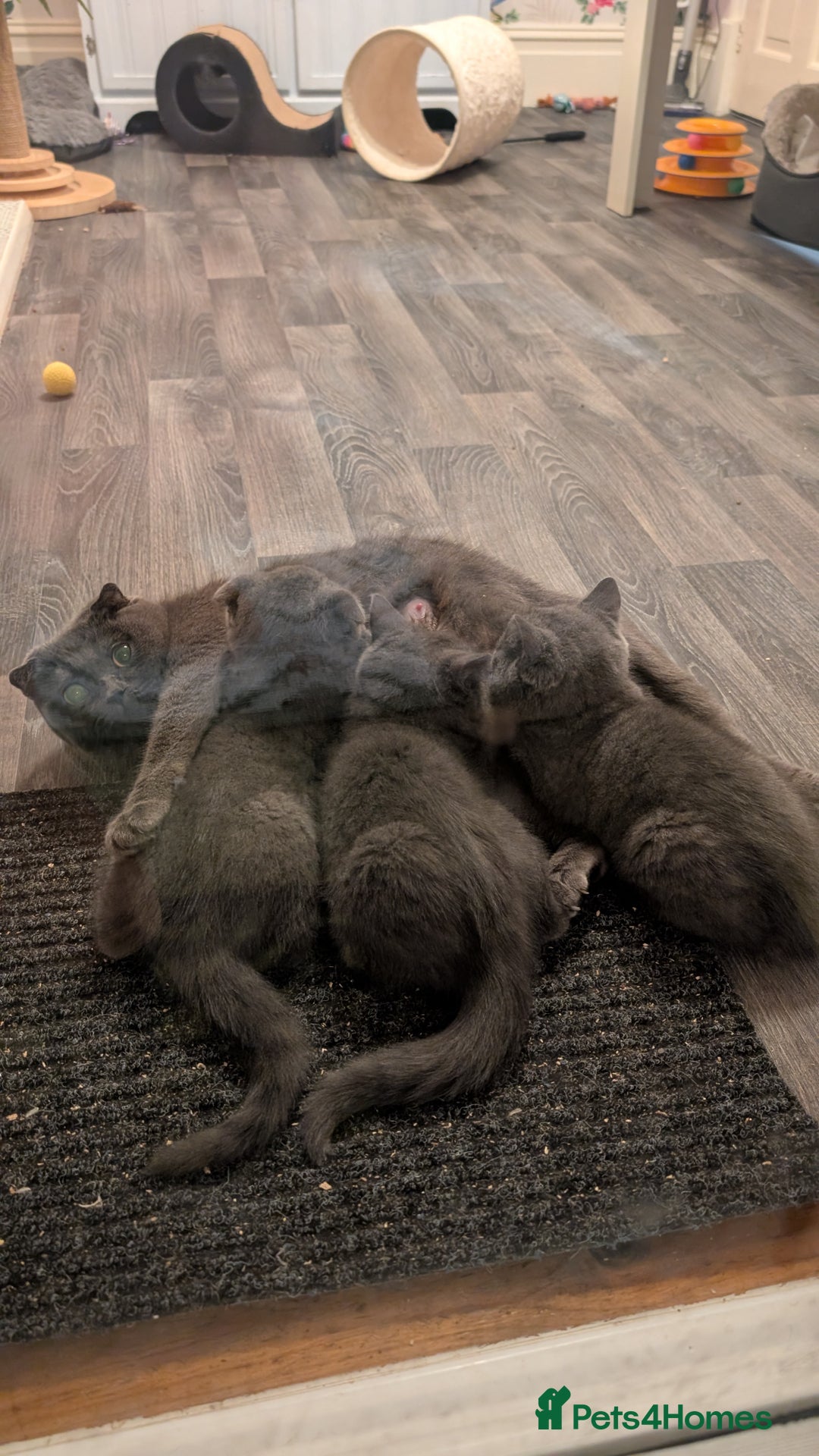 Scottish Fold cats for sale: Scottish fold kittens - Image 6