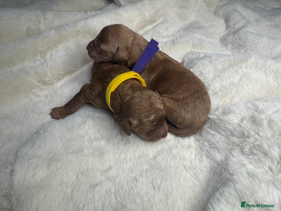 Mini Goldendoodle dogs for sale: Miniature Goldendoodle F1b Puppies - Advert 2