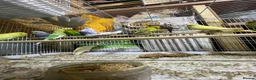 Budgerigars birds for sale: 18 budgies for sale - Advert 6