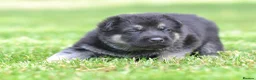 German Shepherd dogs for sale: ⭐ Rare East European Shepherd Puppies UK - Advert 10
