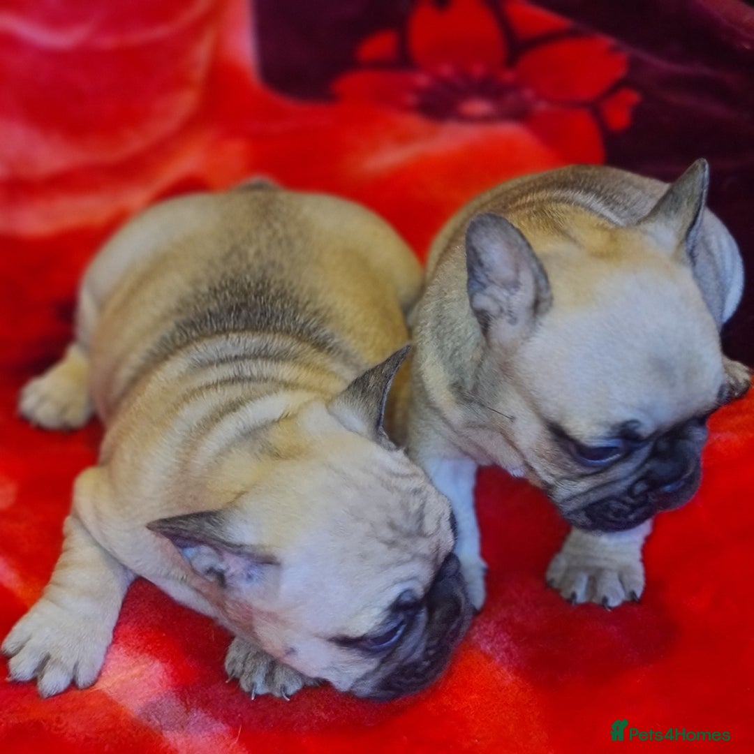 French Bulldog dogs for sale: French Bulldog puppies - Advert 5