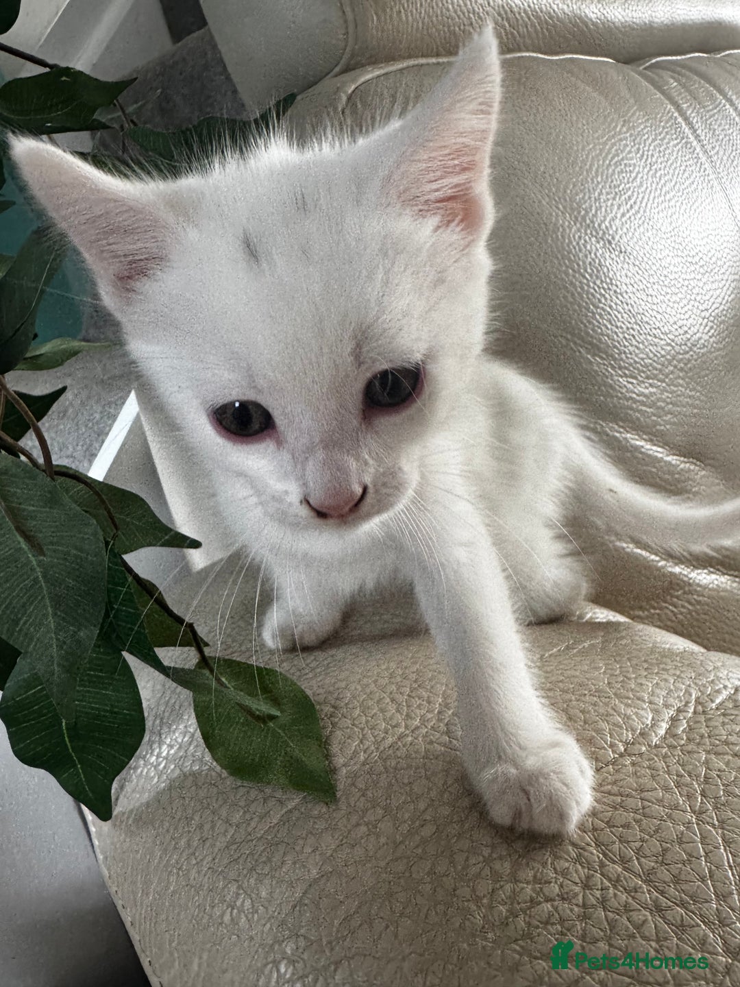 Savannah cats for sale: Adorable playful kittens for sale - Image 5