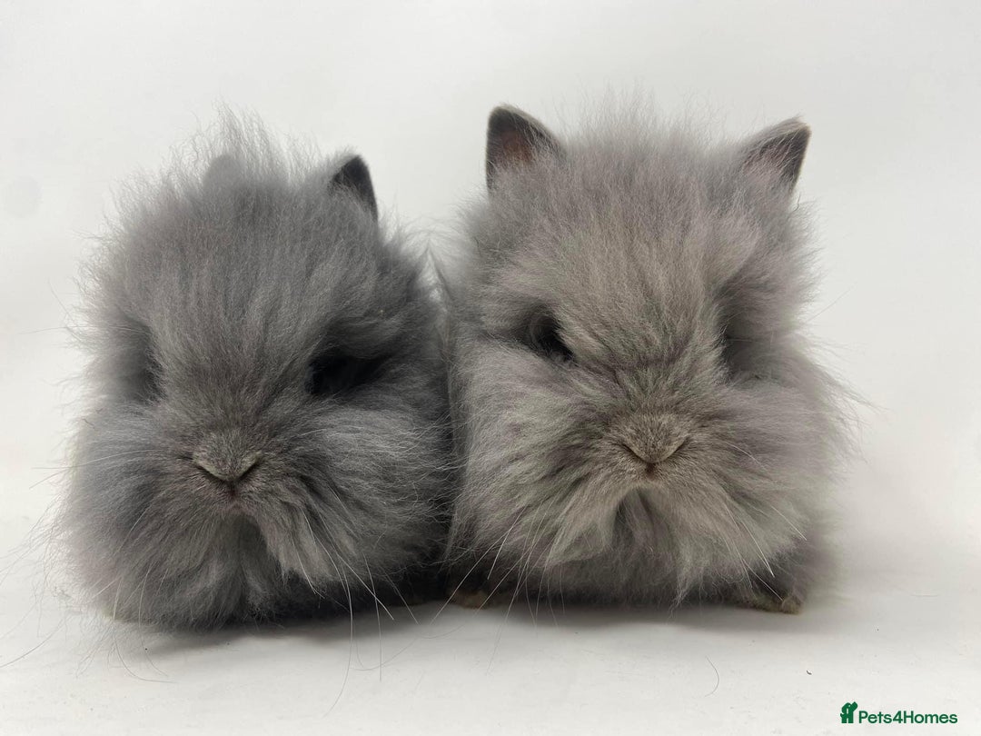 Lionhead rabbits for sale: BEAUTIFUL BABY LIONHEAD BUNNIES  - Advert 12