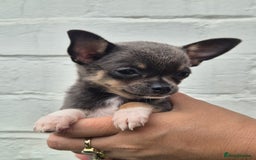 Chihuahua dogs for sale: Chihuahua female puppies  - Image 17