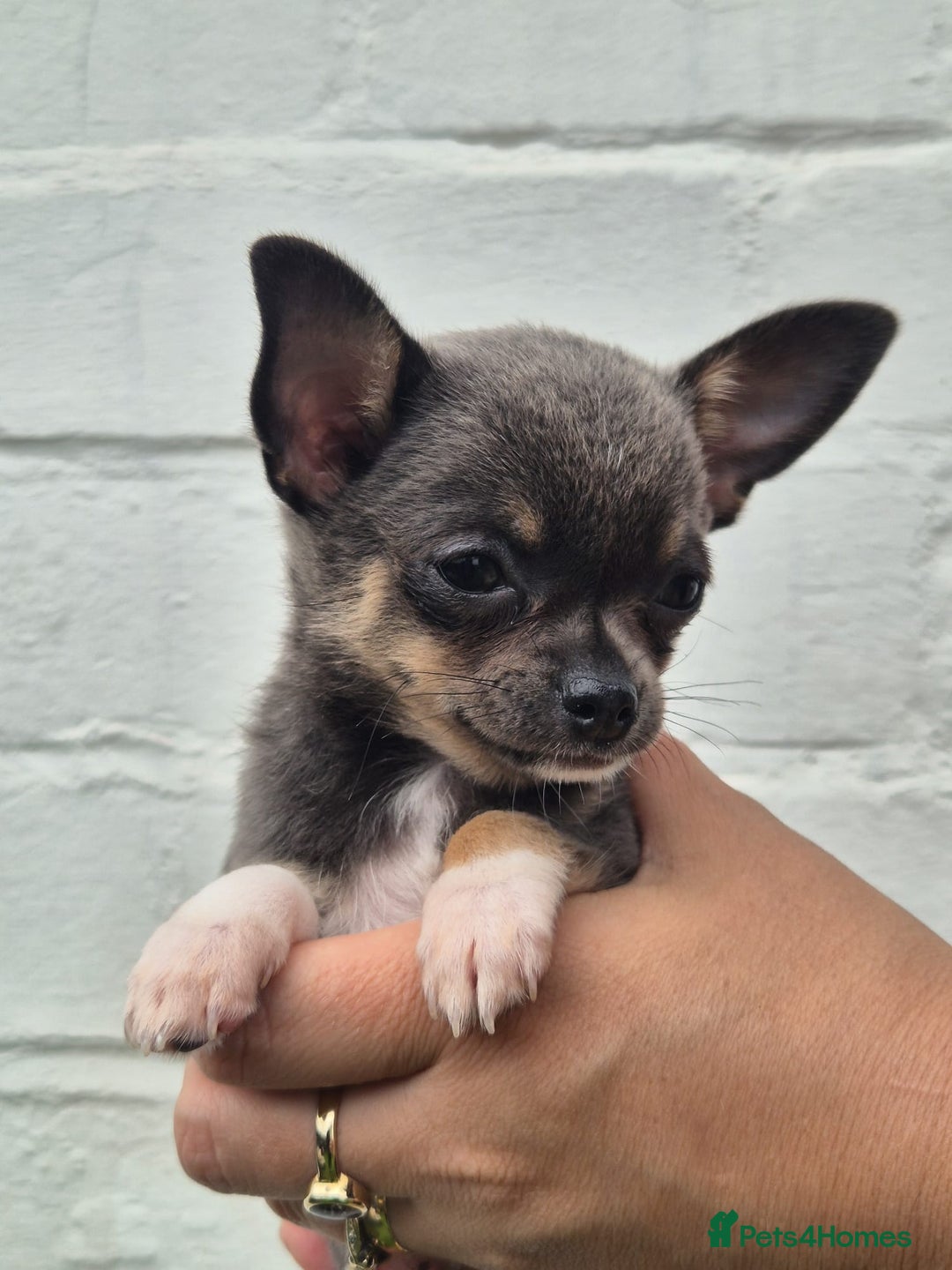 Chihuahua dogs for sale: Chihuahua female puppies  - Image 17