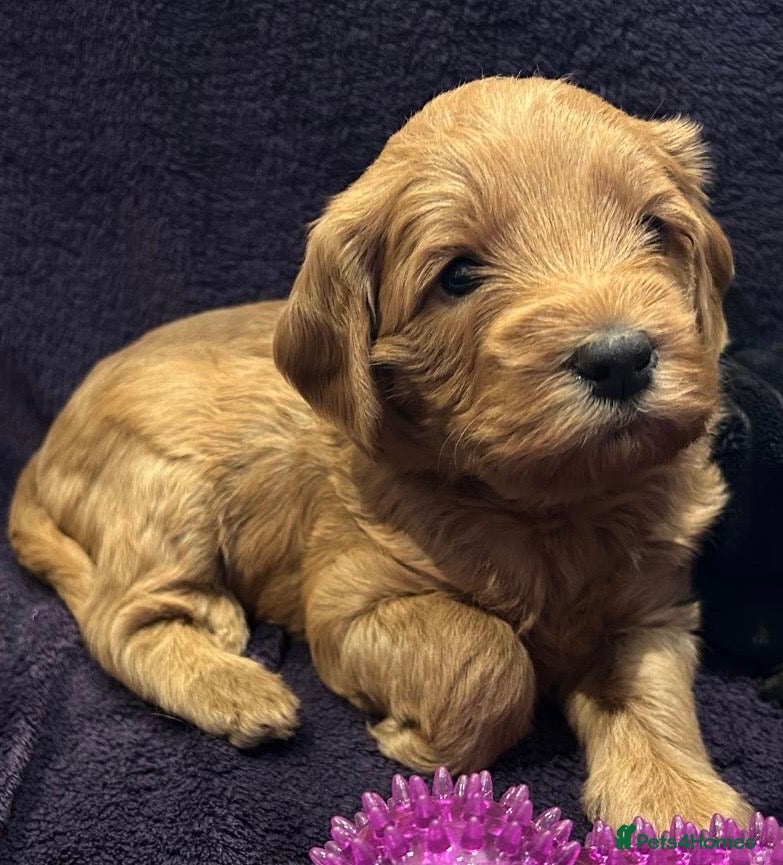 Labradoodle dogs Gorgeous miniature labradoodles-viewings now - Advert 10