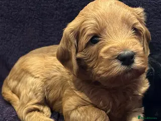 Labradoodle dogs Gorgeous miniature labradoodles-viewings now - Advert 10