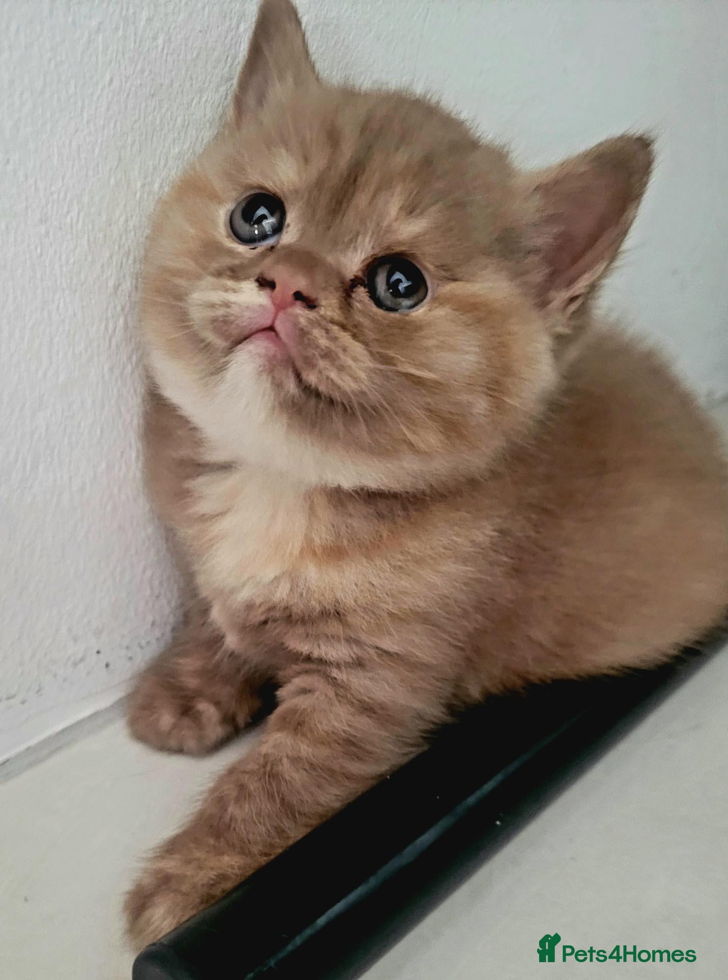 British Shorthair cats Chunky British Shorthair  - Advert 3