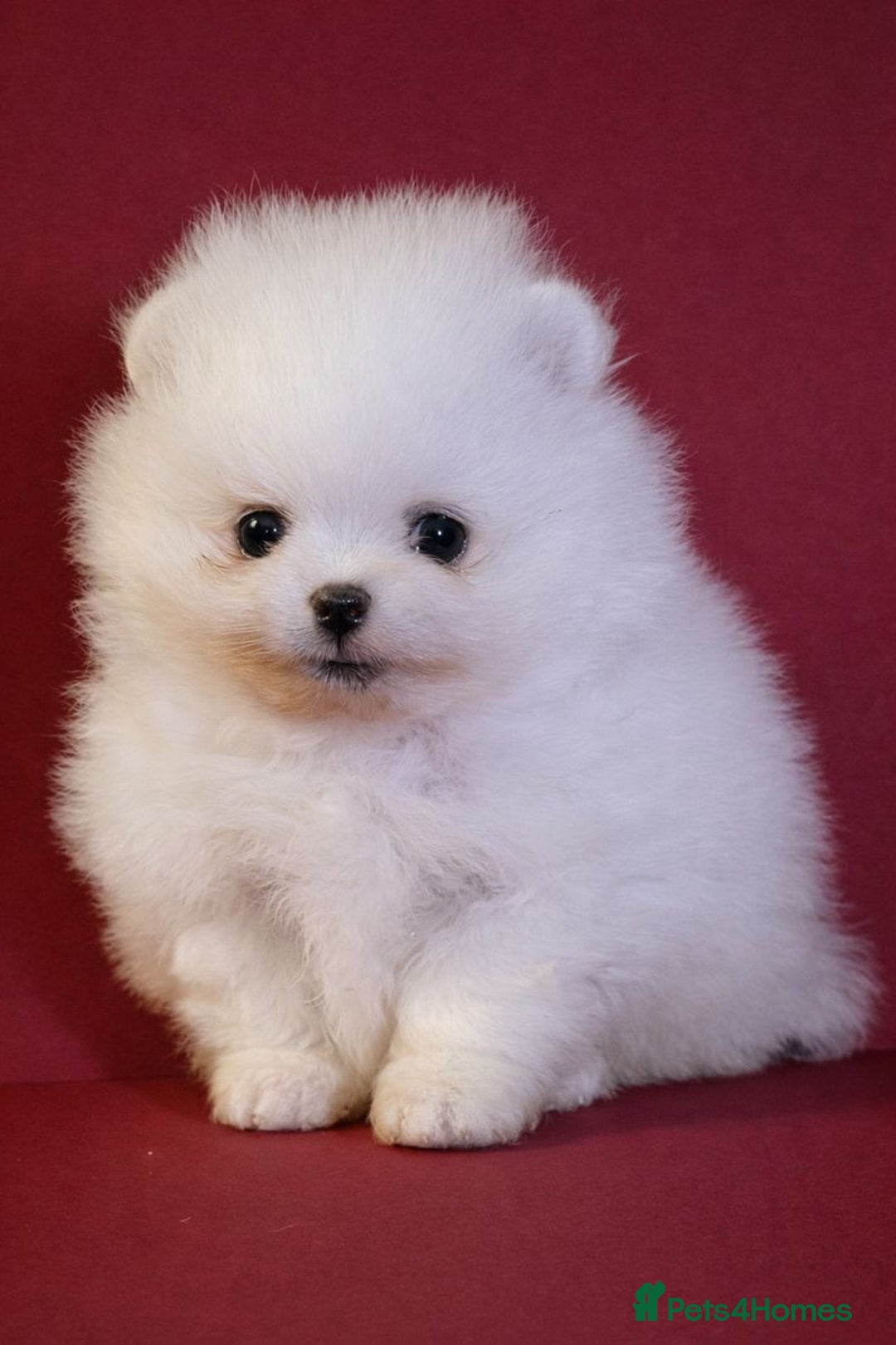 Pomeranian dogs for sale: KC Registered, Teddy bear face , tiny Pomeranians  - Advert 3