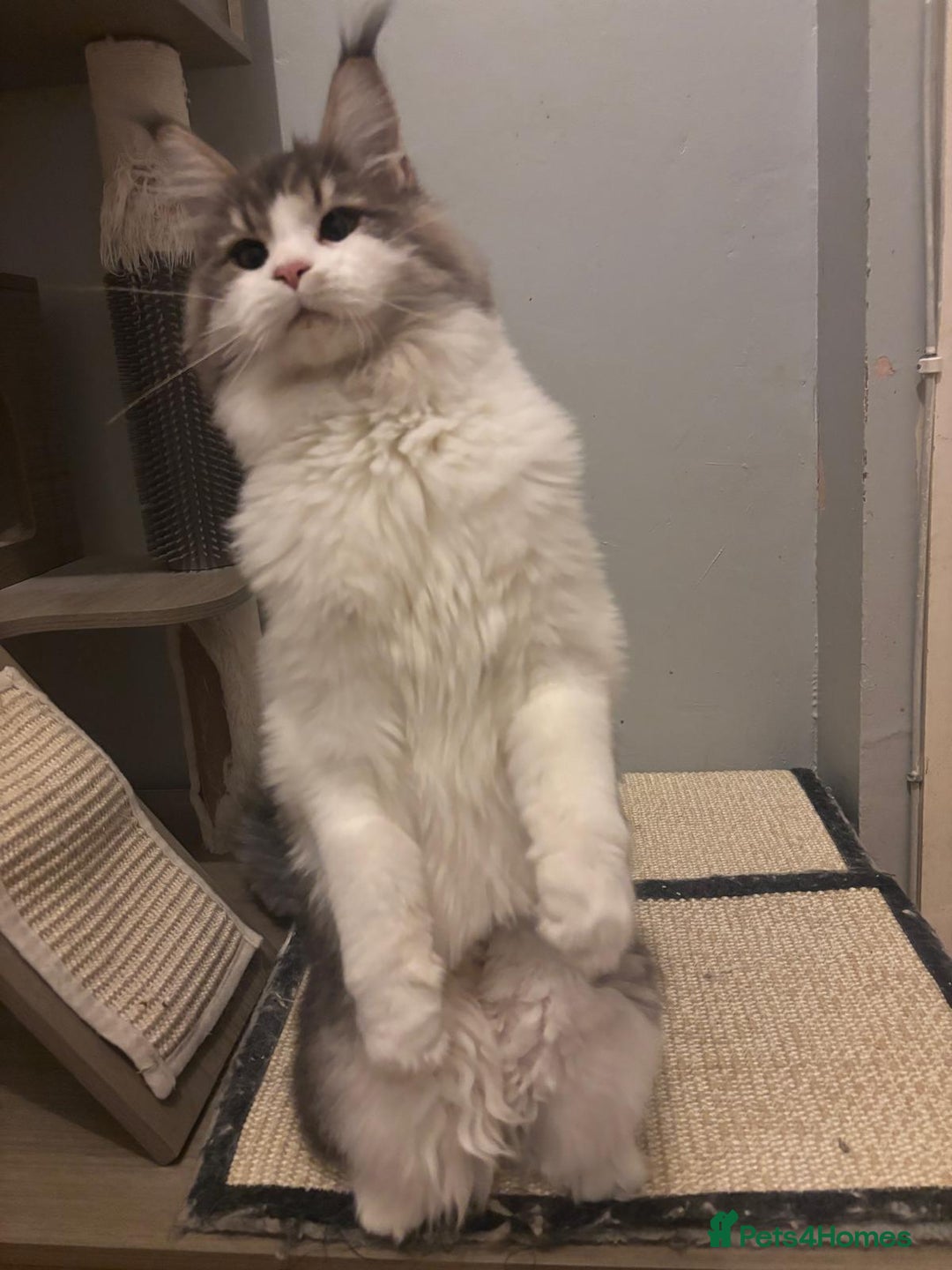 Maine Coon cats for sale: Maine Coon Girl - Advert 4