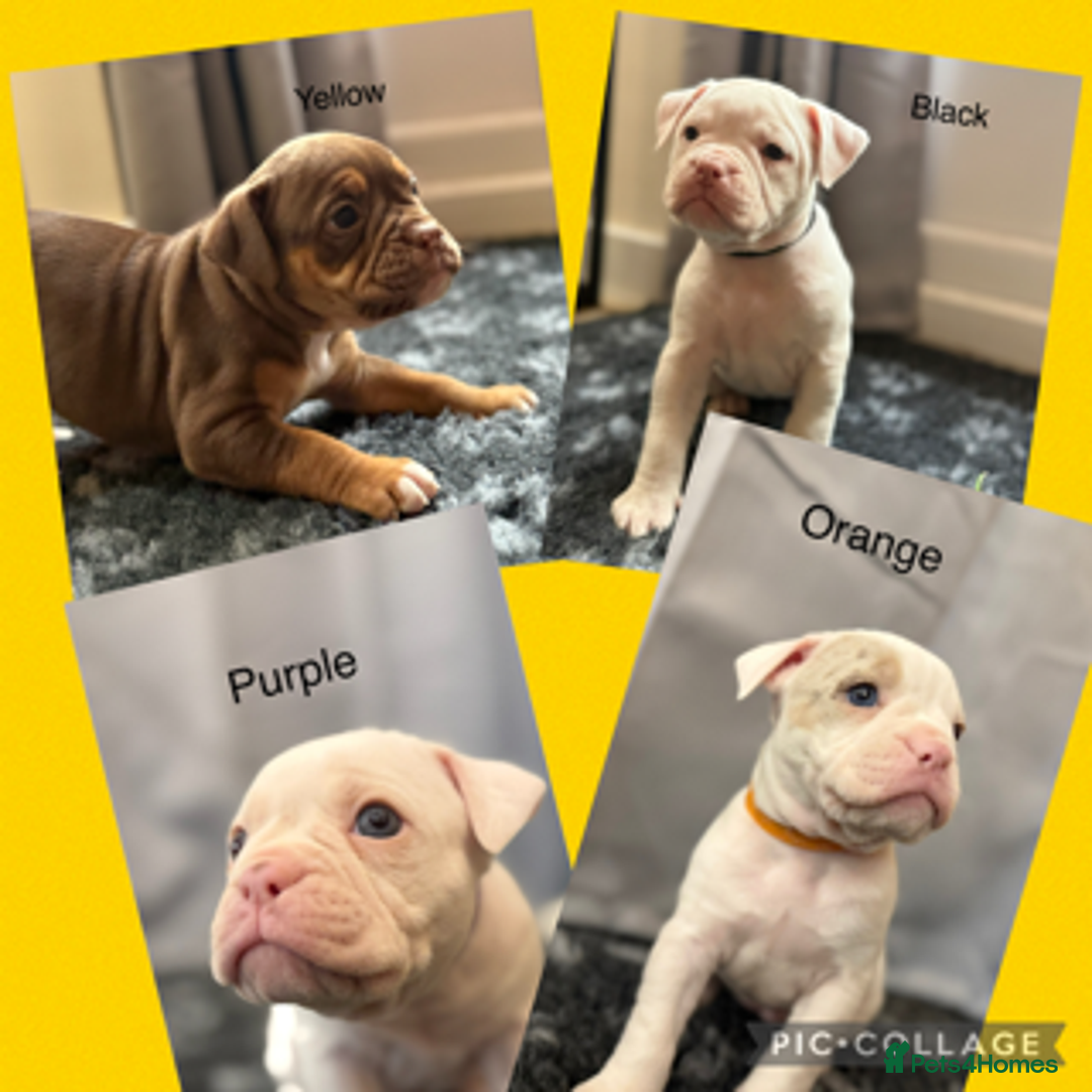 Olde English Bulldogge dogs for sale: 9 Olde English Bulldogge NEBBR registered puppies - Advert 1