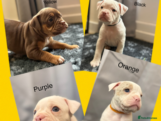 Olde English Bulldogge dogs 9 Olde English Bulldogge NEBBR registered puppies - Advert 3