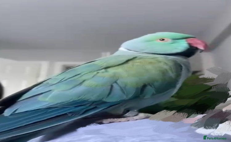 Ringnecks birds - Advert 1