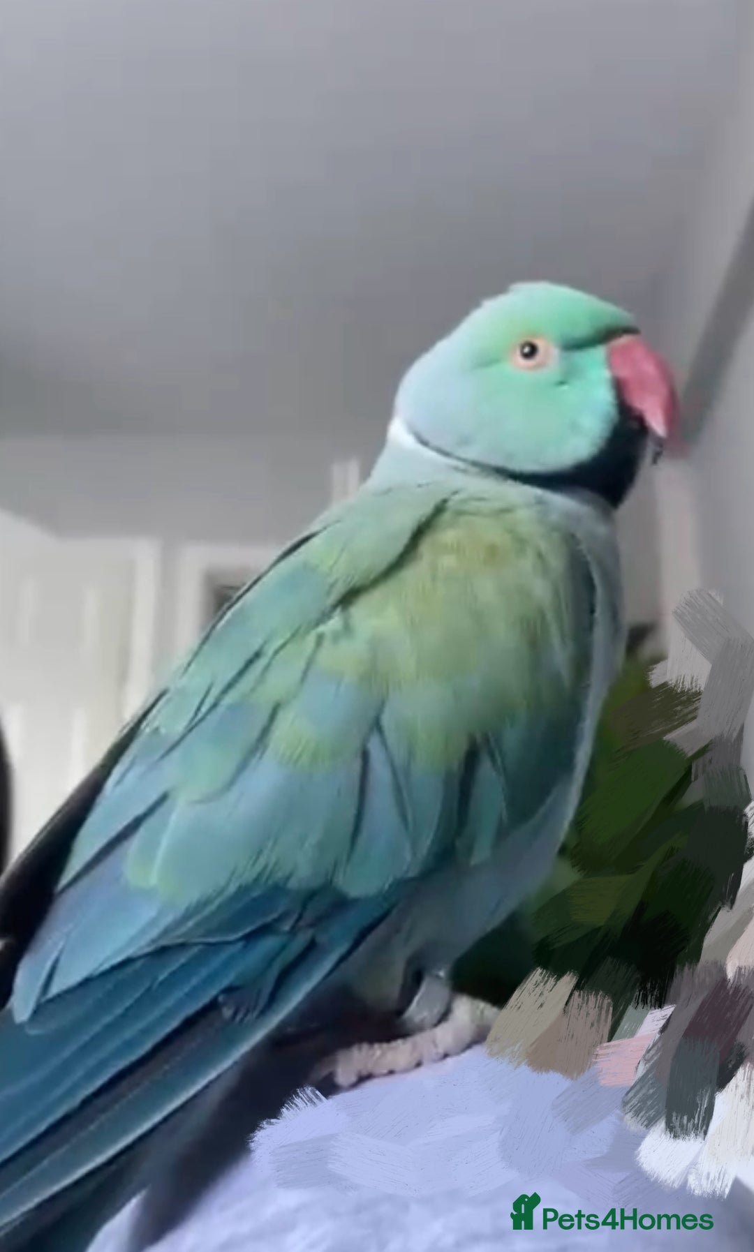 Ringnecks birds for sale: Beautiful Indian Ringneck Parrot - Image 1