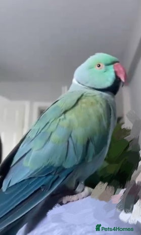Ringnecks birds - Advert 4