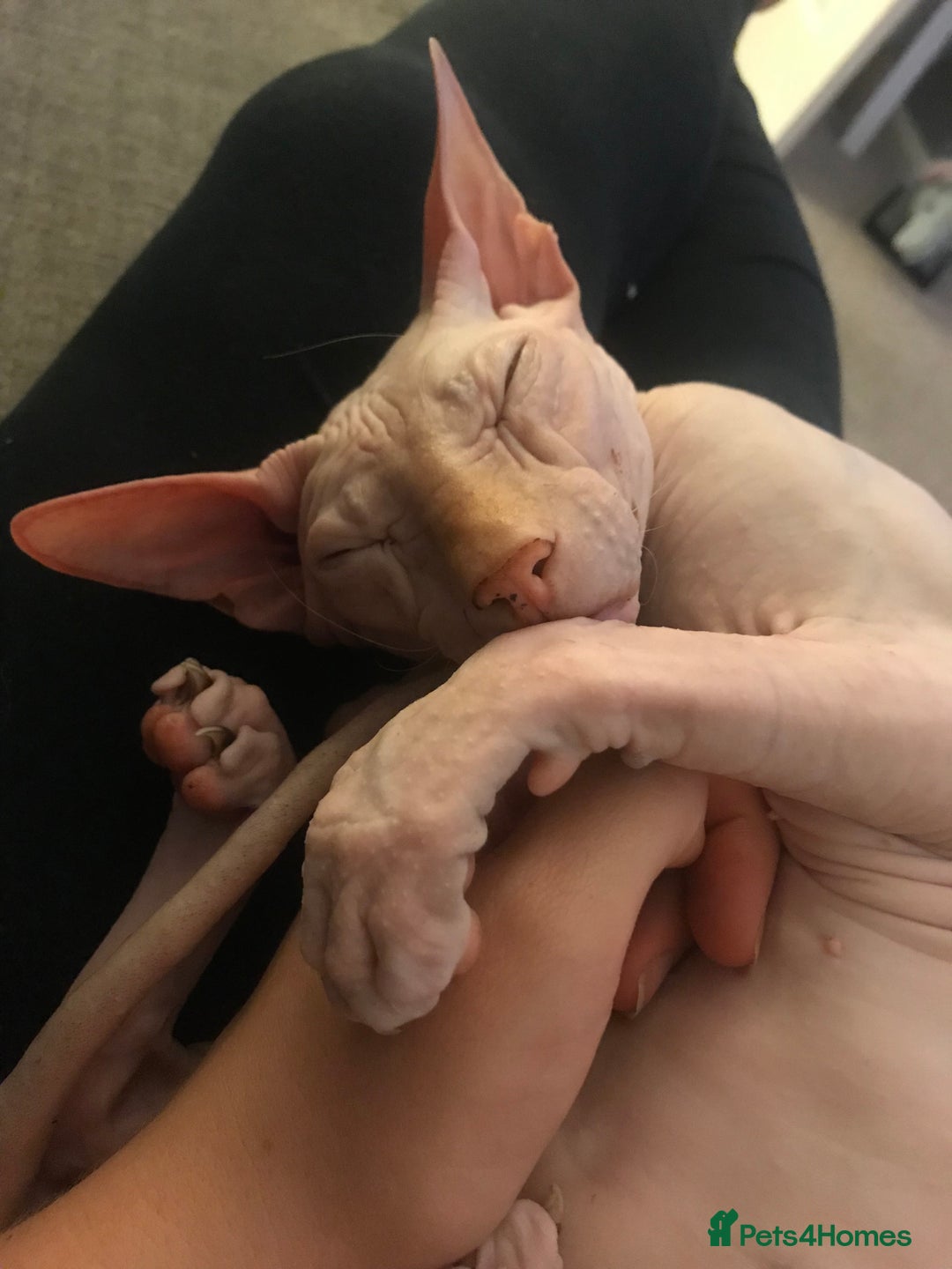 Sphynx cats for sale: 9 year old neutered male Sphynx cat  - Advert 10