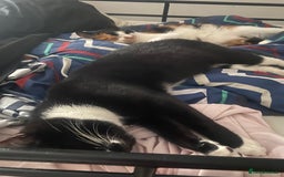 American Shorthair cats for sale: Lucky/clover - Advert 4