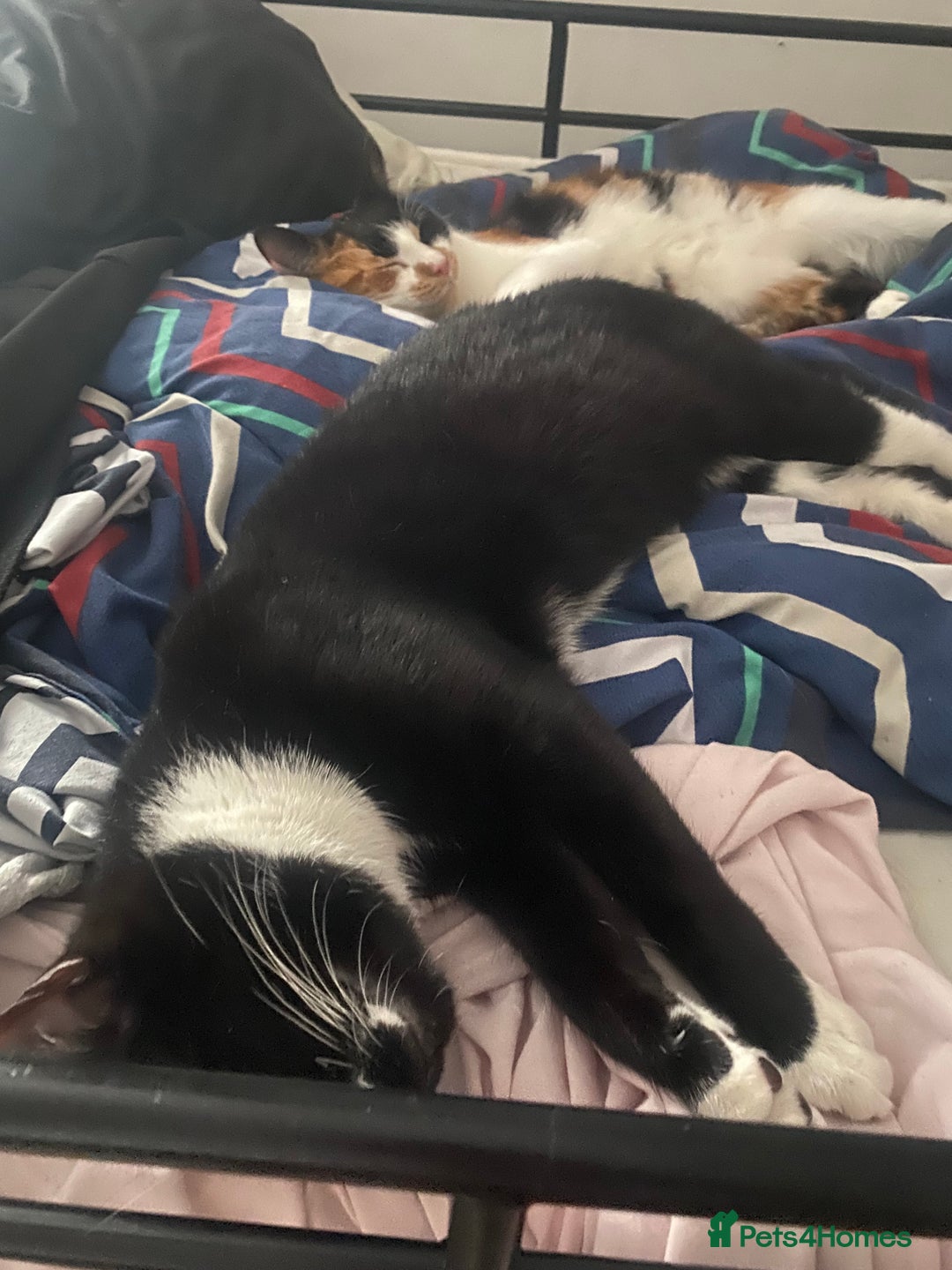 American Shorthair cats for sale: Lucky/clover - Advert 4