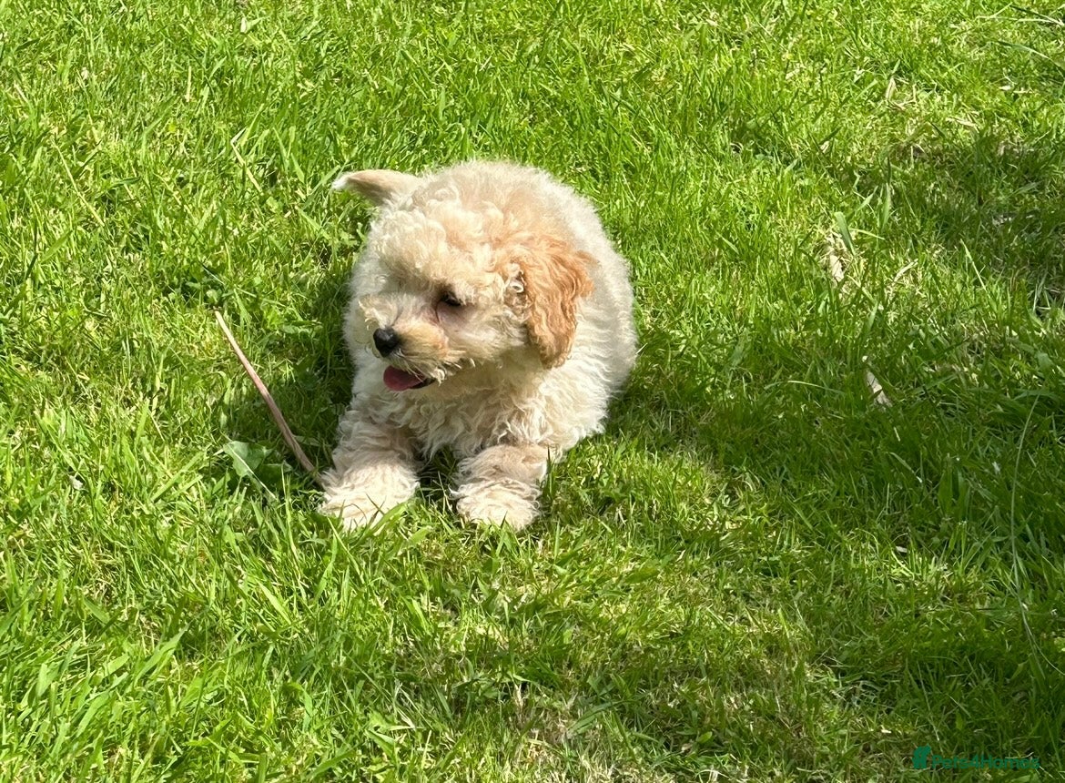 Poochon dogs for sale: Beautiful F1 Poochon puppies  - Advert 8