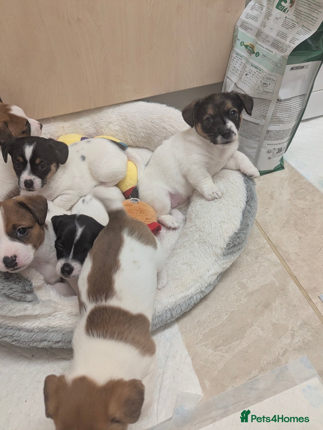 Jack Russell dogs for sale: Beautiful Jack Russell puppies  - Advert 7