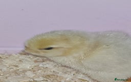 Chickens poultry for sale: Cream legbar chicks  - Image 4