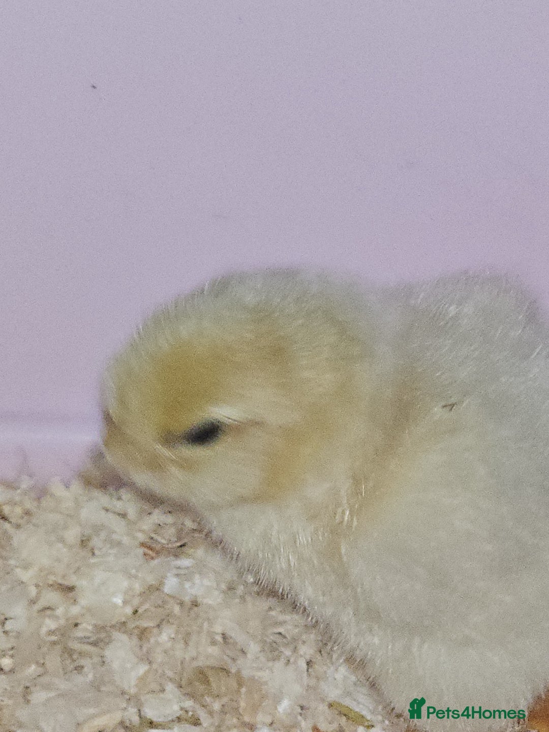 Chickens poultry for sale: Cream legbar chicks  - Image 4