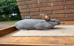 Continental Giant rabbits for sale: fer de Merberger - Image 2
