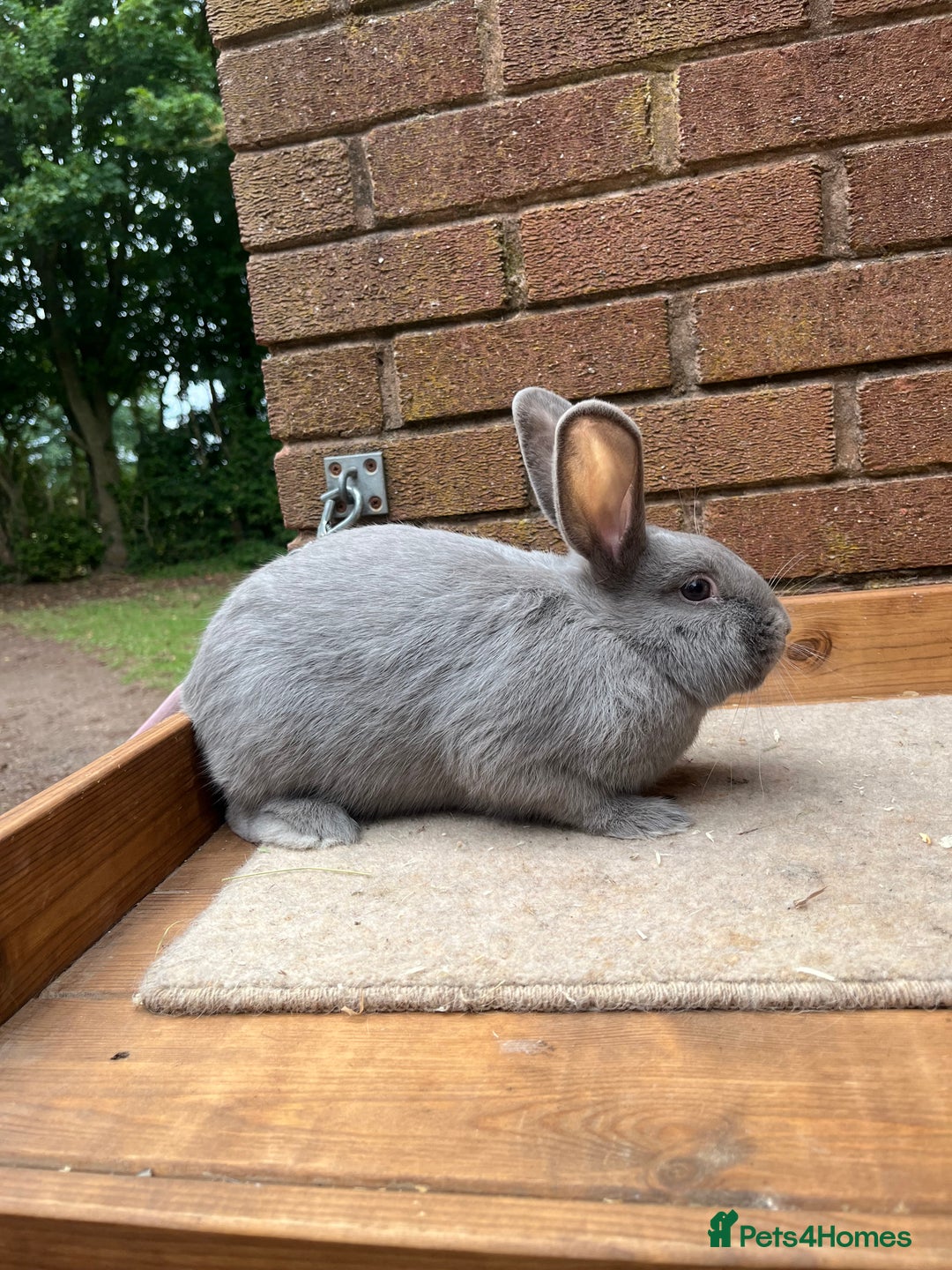 Continental Giant rabbits for sale: fer de Merberger - Image 2