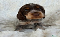 Cocker Spaniel dogs for sale: Chocolate roan show type cocker spaniels - Image 8