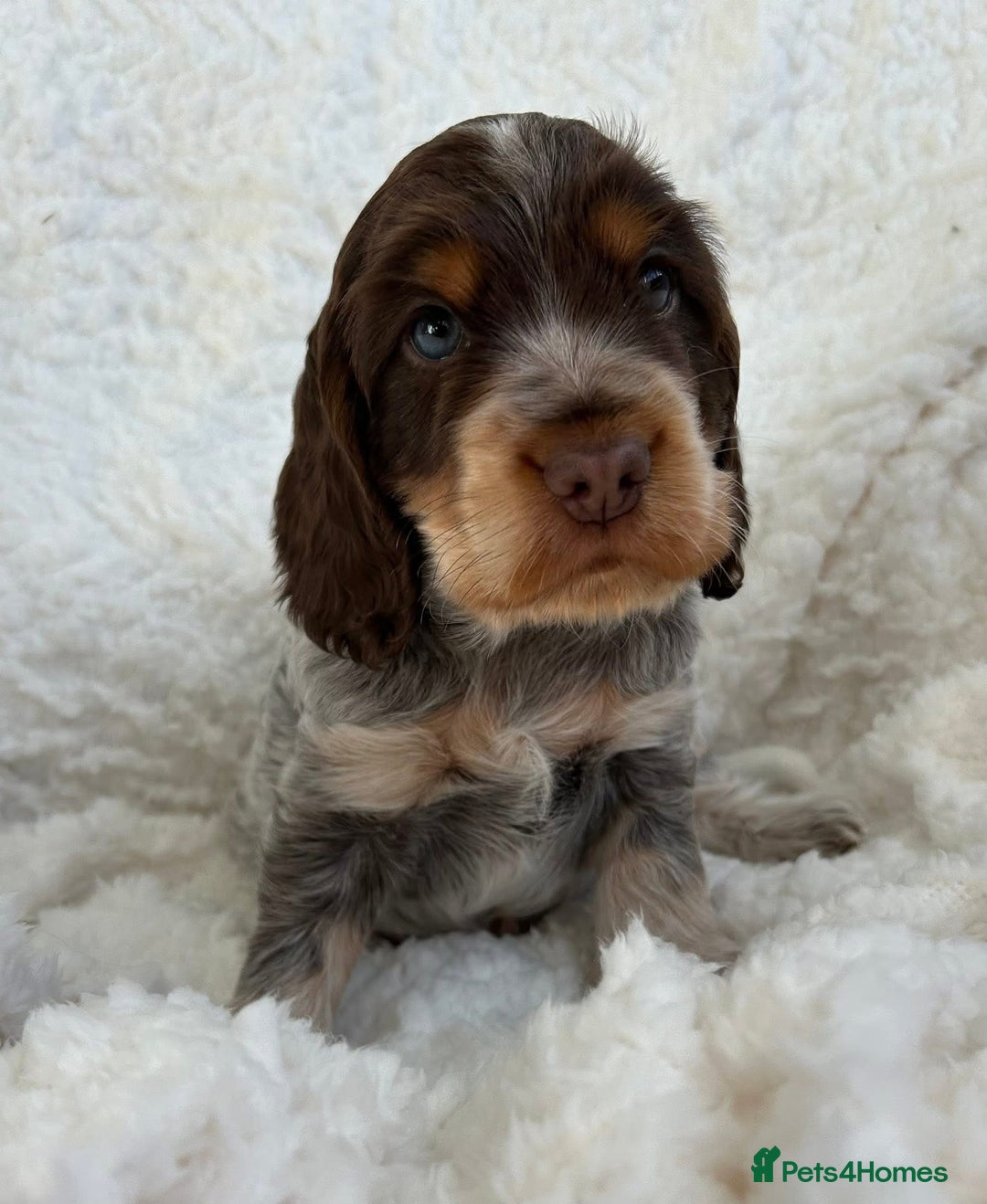 Cocker Spaniel dogs for sale: Chocolate roan show type cocker spaniels - Image 8