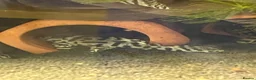 Plecos fish for sale: L236sw proven breeding adults.  - Advert 7