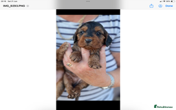 Cockapoo dogs for sale: QUALITY HEALTH TESTED COCKERPOOS - Image 19