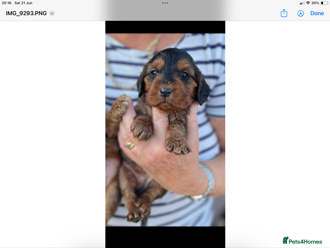 Cockapoo dogs for sale: QUALITY HEALTH TESTED COCKERPOOS - Image 19