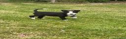 Border Collie dogs for sale: ⭐️BORDER COLLIE PUPS⭐️ READY TO GO - Advert 12