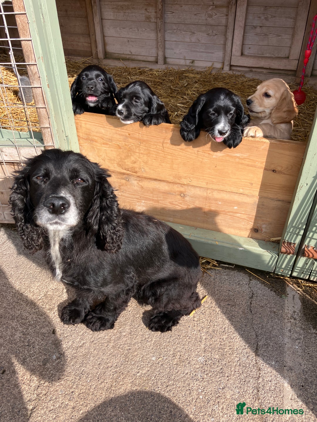 Cocker Spaniel dogs for sale: Working cocker spaniel pups  - Image 22