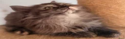 British Longhair cats for sale: Top quality BLH kittens new lines! in Rushden - Advert 7