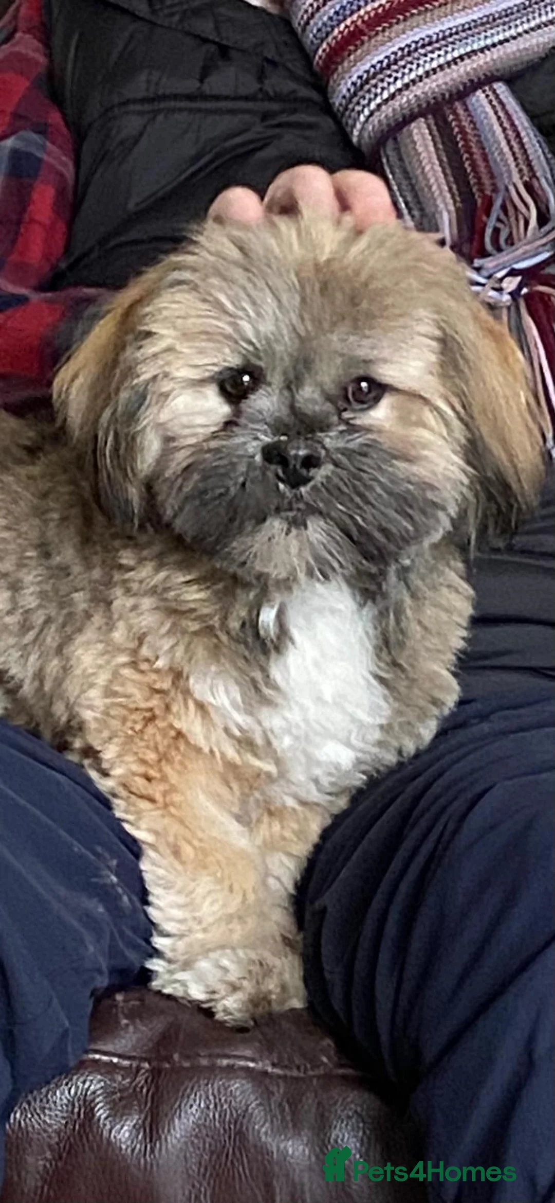 Gallery Image {{count}}