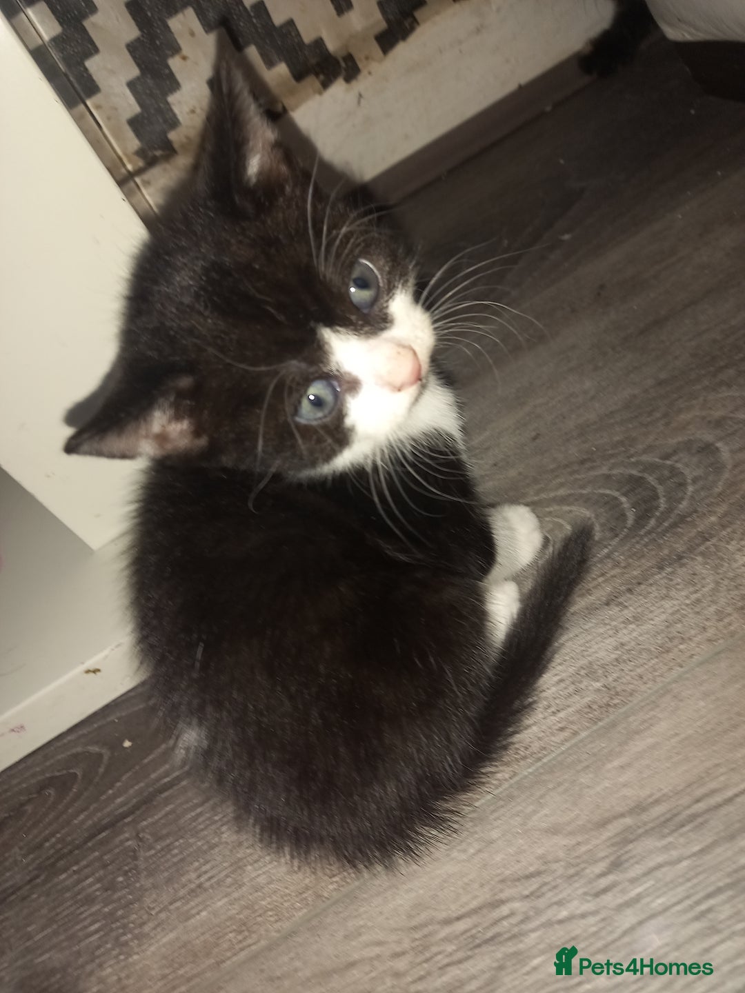Mixed Breed cats for sale: Kittens looking for their forever loving Home - Advert 7