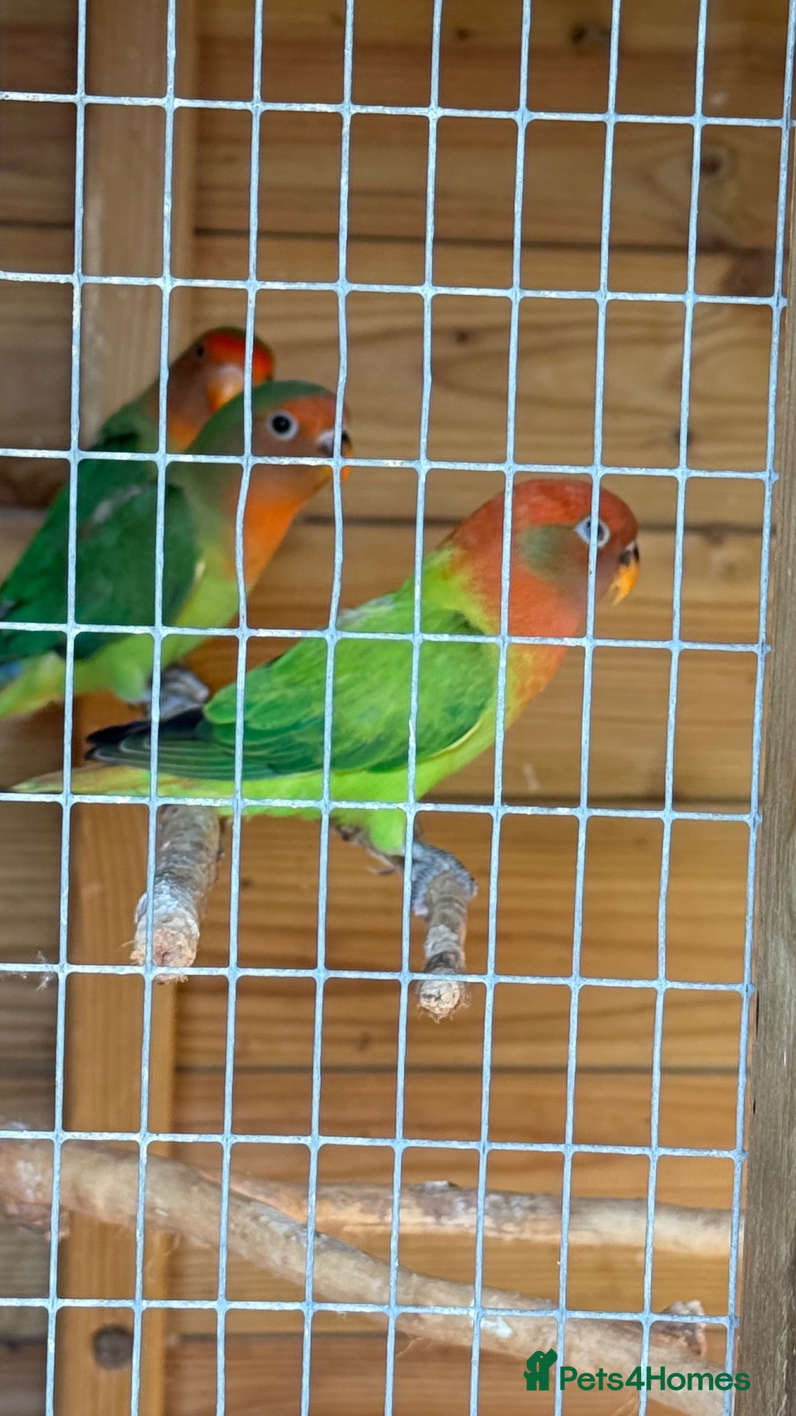 Lovebirds birds This years lovebirds  - Advert 1
