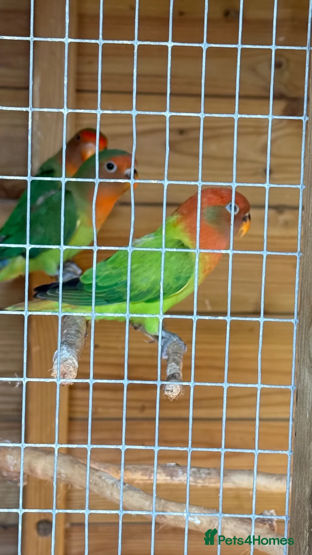 Lovebirds birds for sale: This years lovebirds  - Advert 1