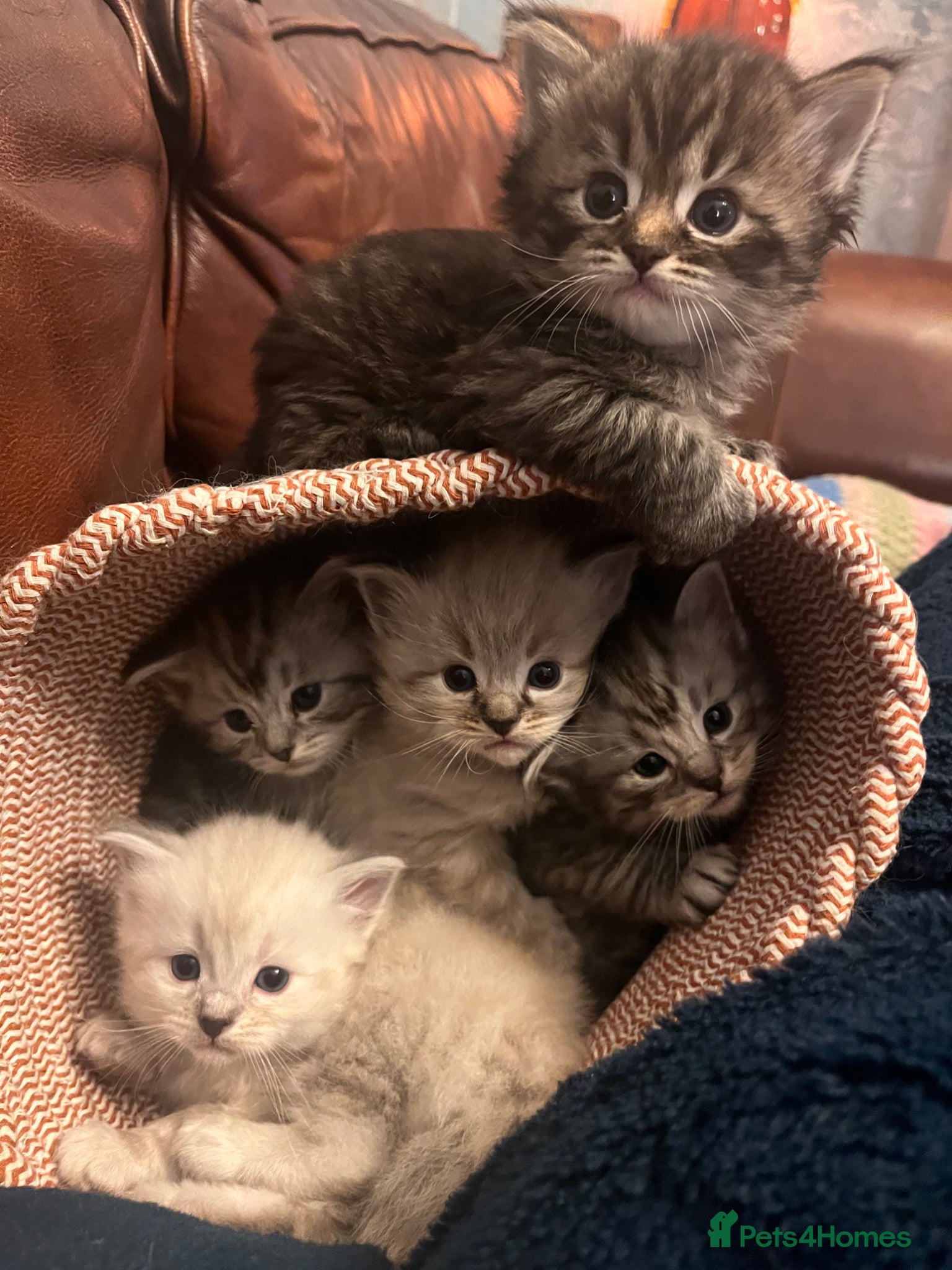 Mixed Breed cats Beautiful Ragdoll/Persian mix - Advert 14