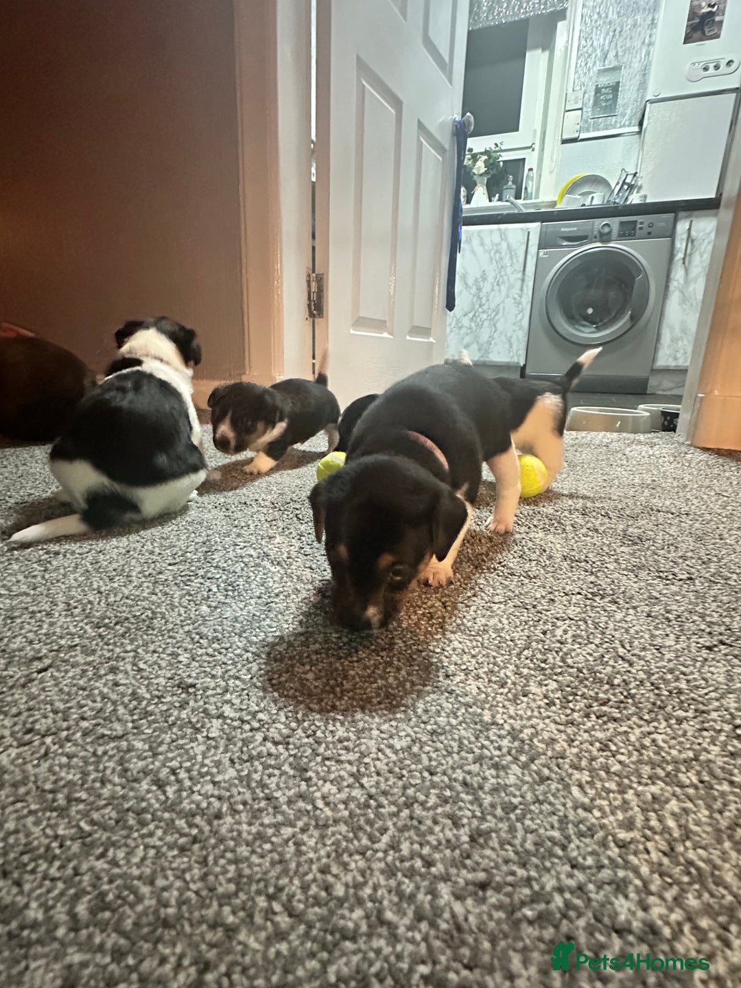 Jack Russell dogs for sale: Stunning Jack Russell puppies  - Image 10