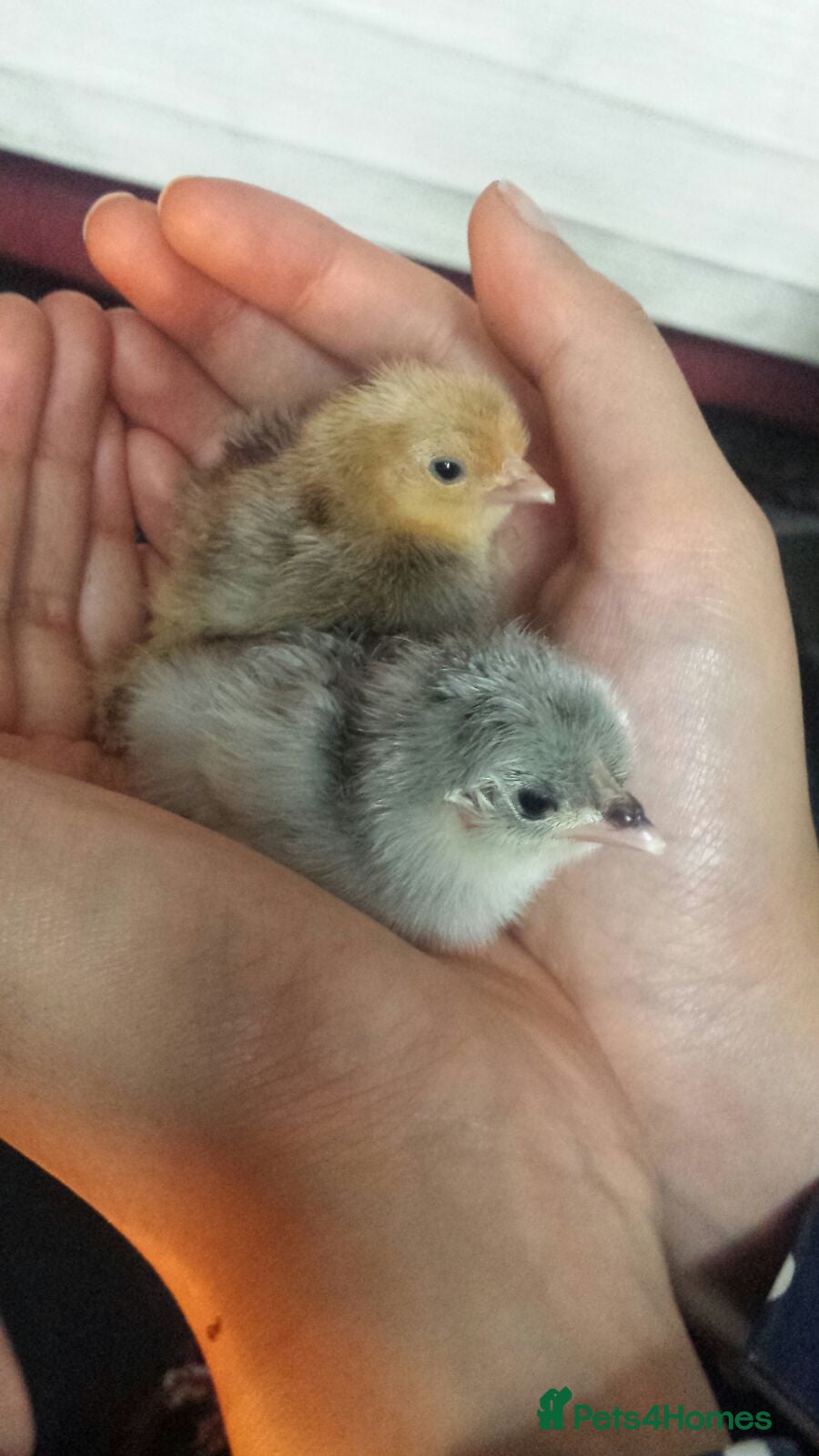 Chickens poultry Chicks day old pure breed, some mixedo - Advert 1