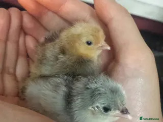 Chickens poultry Chicks day old pure breed, some mixedo - Advert 1