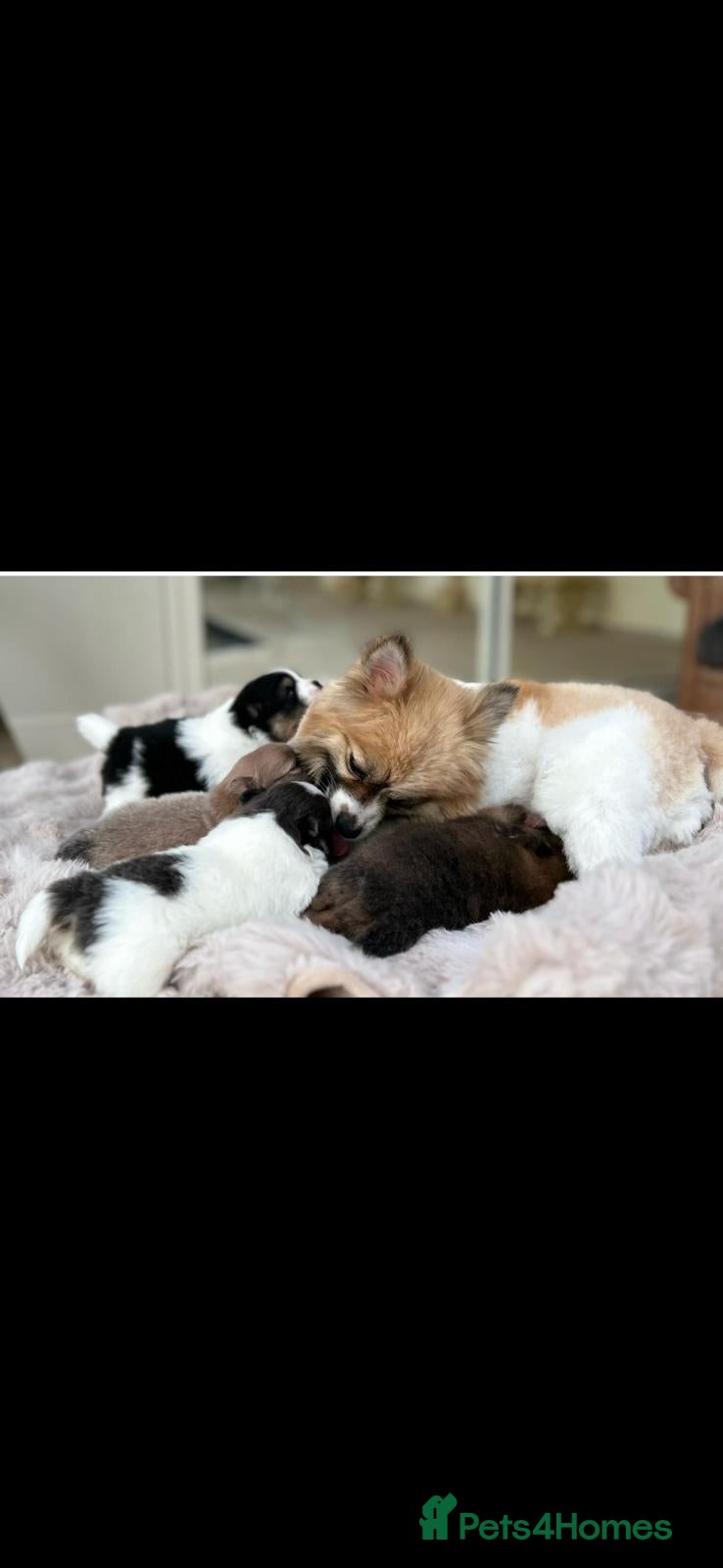 Pomeranian dogs for sale: KC Reg Pomeranian Pups - Advert 4