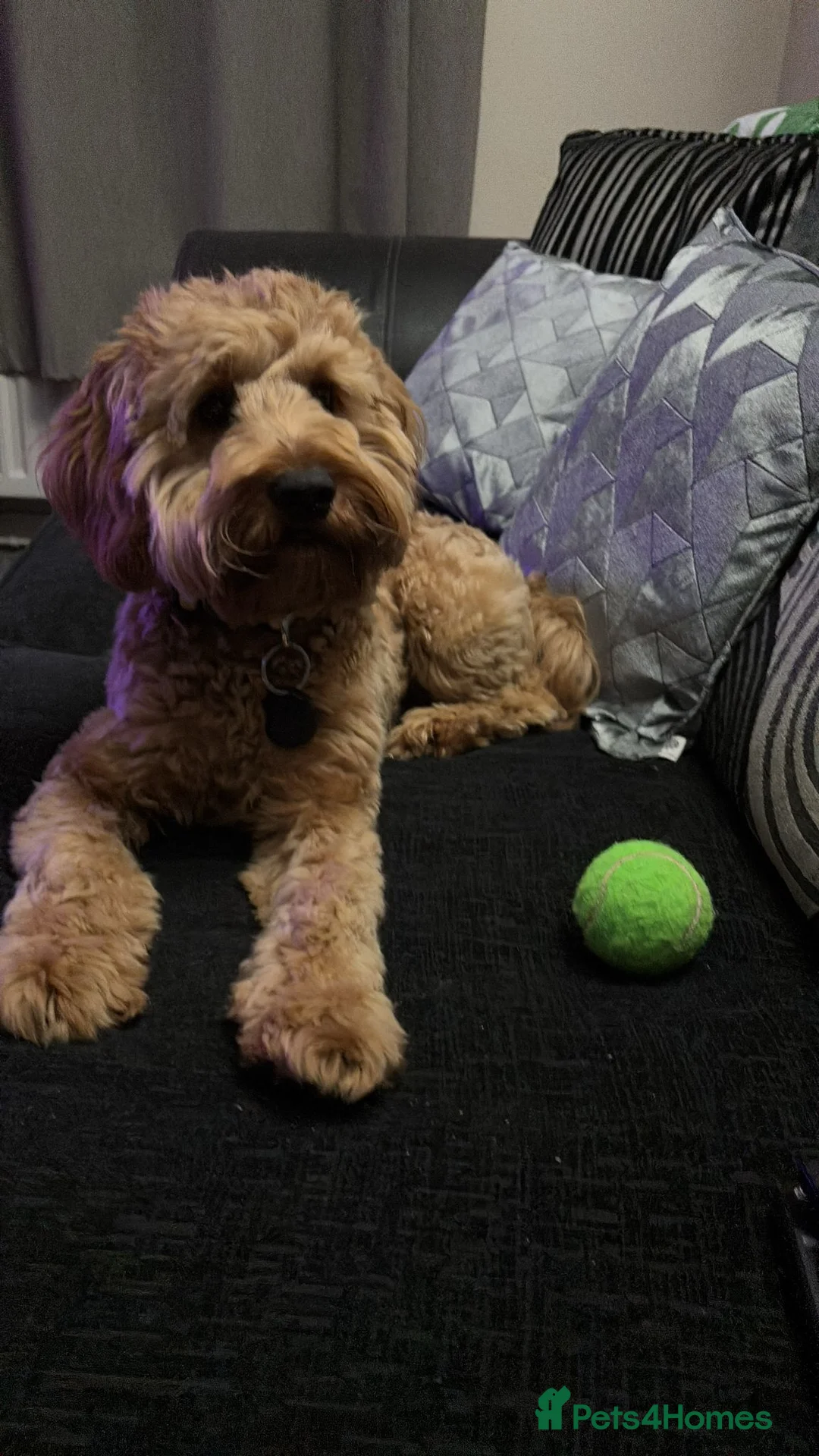 Miniature Poodle dogs for stud: EXTENSIVELY HEALTH TESTED POODLE FOR STUD - Advert 13