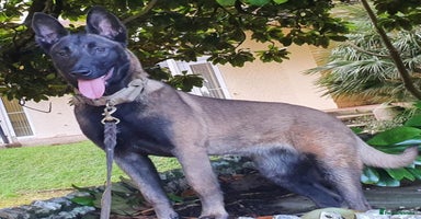 Belgian Shepherd Dog dogs - Advert 15